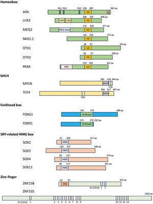 Transcription factors in microcephaly